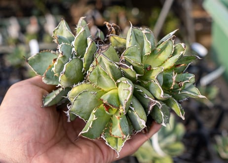 Agave titanota filigree No.2