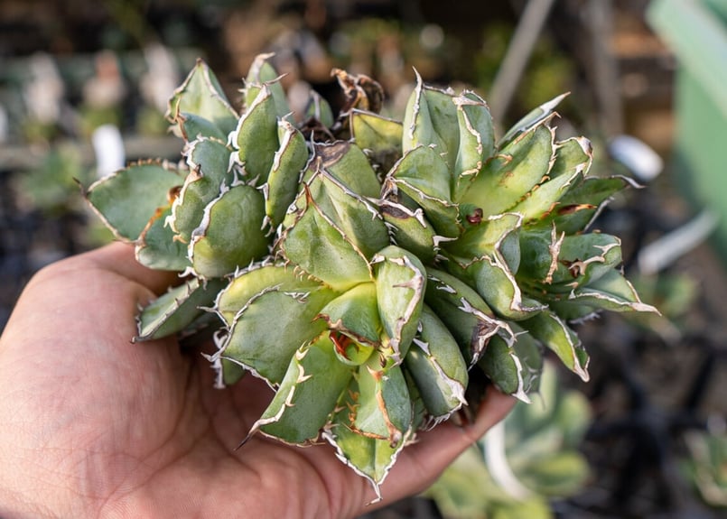 Agave titanota filigree No.2 | mana's farm:塊根植物