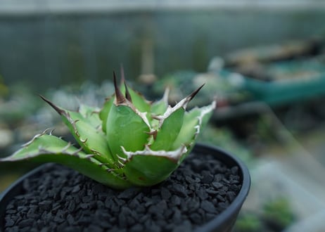 アガベ　チタノタ　Agave titanota　No.9