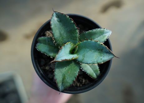 アガベ　チタノタ　ブルー　Agave titanota Blue 　NO.2