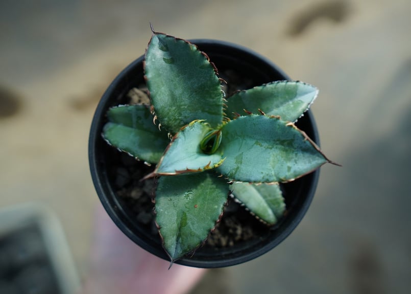アガベ チタノタ ブルー Agave titanota Blue NO.2 | mana's