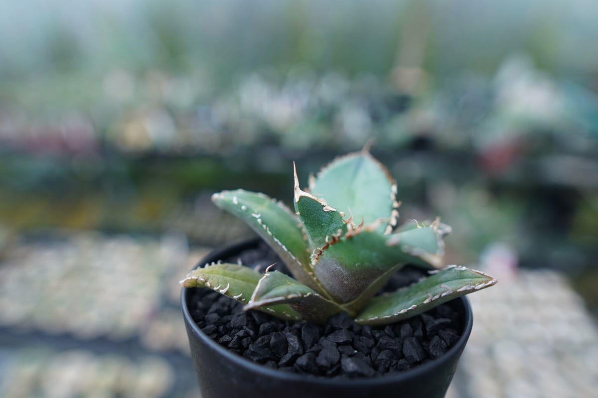 アガベ チタノタ code R agave titanota code R | mana's