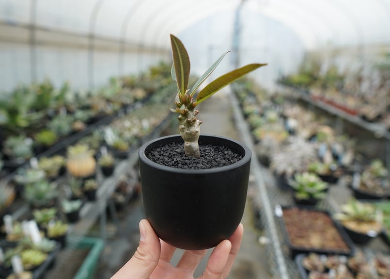 パキポディウム バロニー Pachypodium baronii | mana's farm: