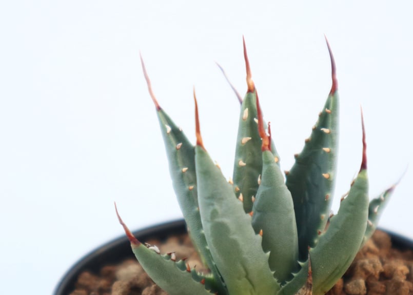 アガベ　ユタエンシス　ネバデンシス　アルミ鉢　植物　塊根植物　ドライガーデン アガベ ユタエンシス ネバデンシス | mana's farm:塊根植物