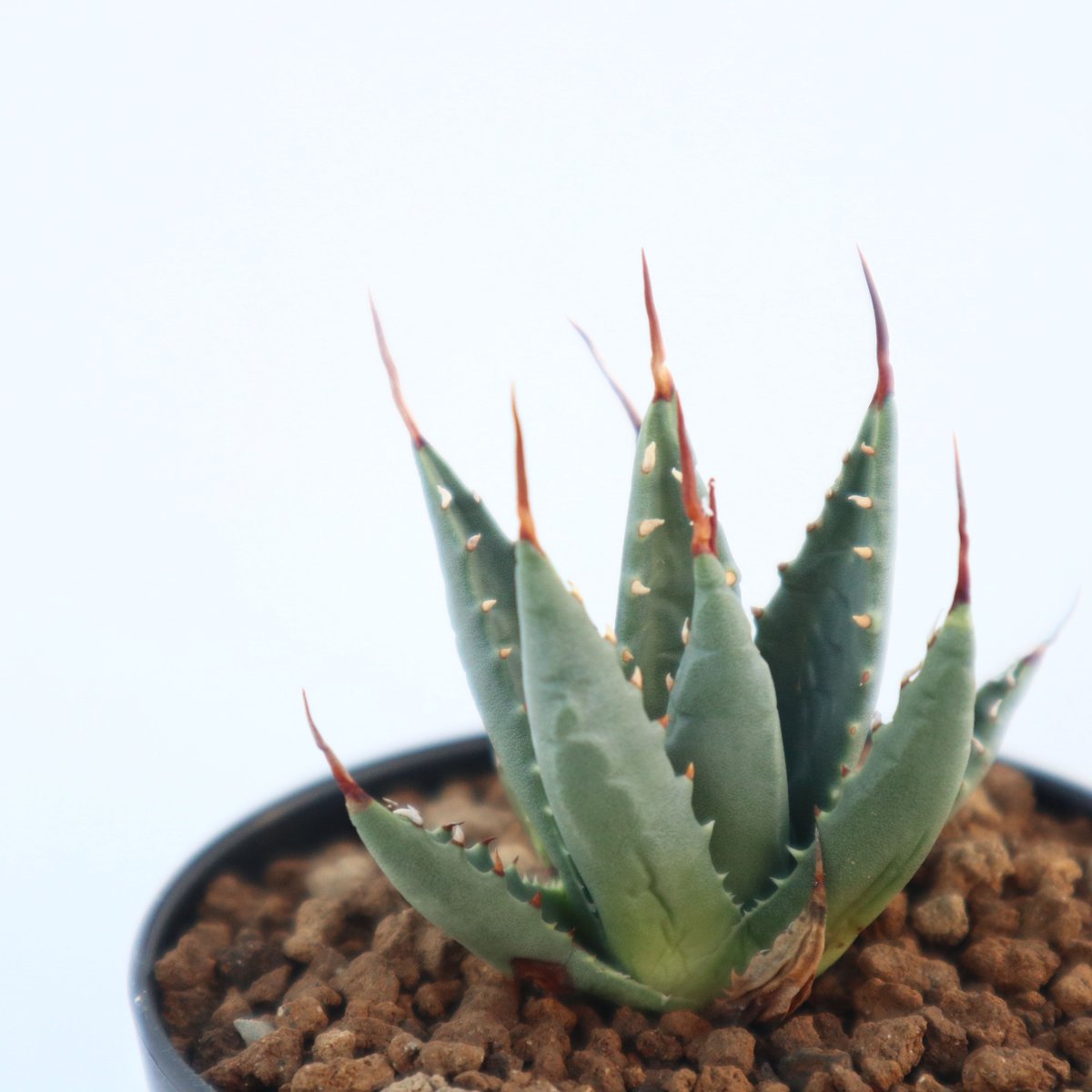 アガベ ユタエンシス ネバデンシス | mana's farm:塊根植物・アガベ