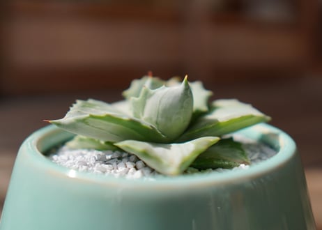 アガベ 王妃雷神錦 Agave potatorum 'Ouhi Raijin'