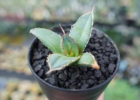 アガベ　チタノタ　FO-76　Agave titanota  FO-76　No.6