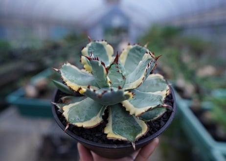 アガベ　兜蟹錦　連棘　Agave isthmensis “Kabutogani” variegata No.1