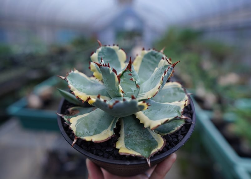 アガベ 兜蟹錦 連棘 Agave isthmensis “Kabutogani” varieg