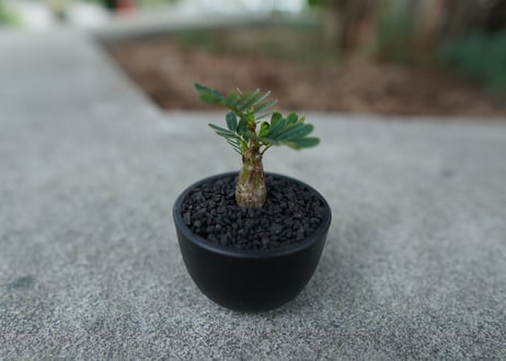 【沖縄実生株】センナ　メリディオナリス　Senna meridionalis  No.1