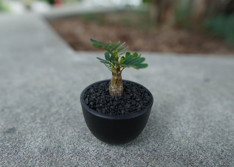 沖縄実生株】センナ メリディオナリス Senna meridionalis No.1