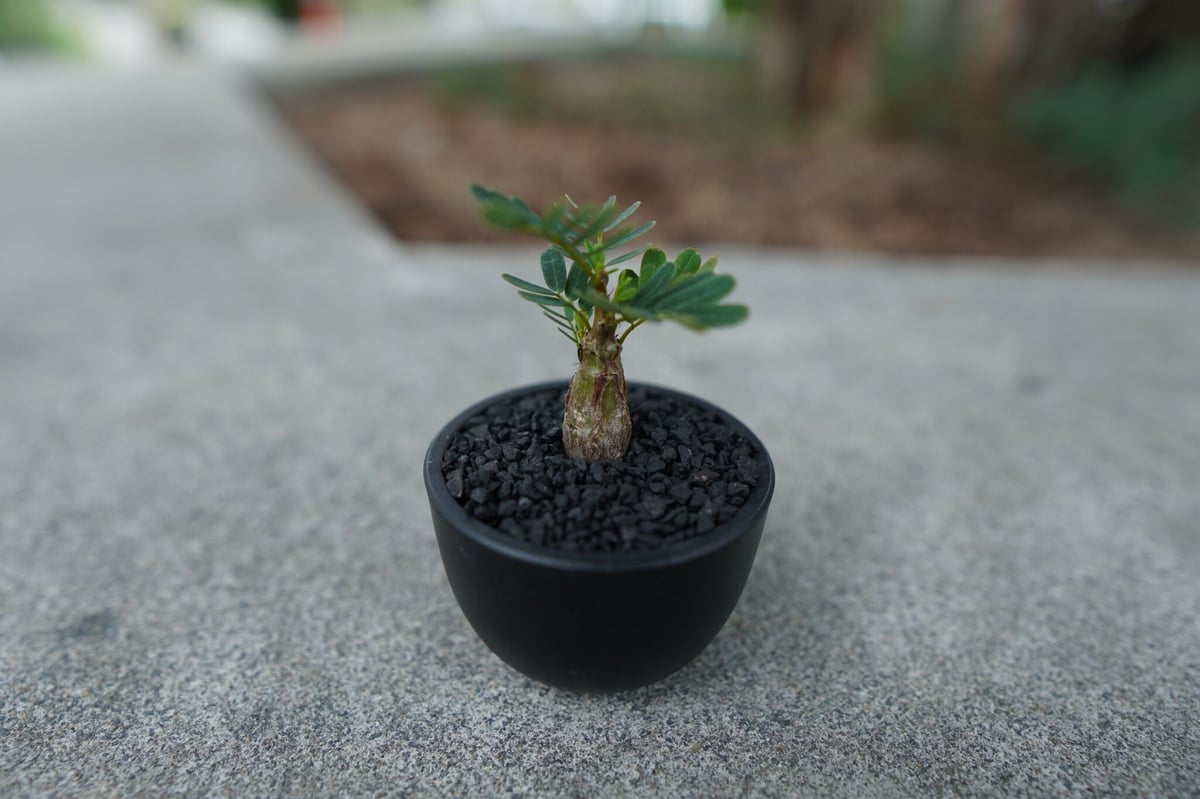 新春特価❗センナメリディオナリス　実生株　美株‼️ 園芸ネット本店｜センナ：メリディオナリス（実生株） 2.5号24-07 の