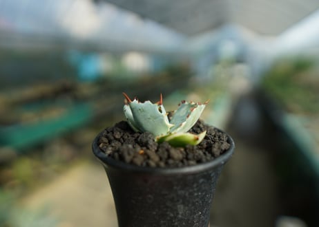 アガベ　兜蟹錦　Agave isthmensis “Kabutogani” variegata  No.3