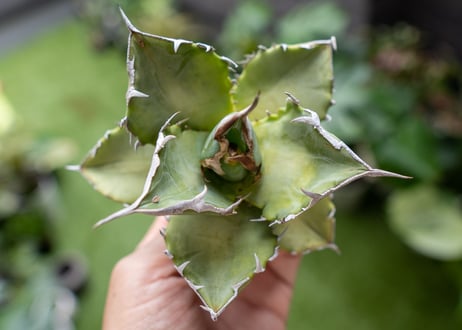Agave Sowing seeds A NO.5