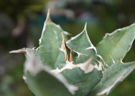 Agave titanota 白鯨 A NO.9