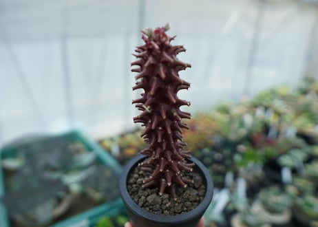 ユーフォルビア　モナデニウム　シューベイ　Euphorbia monadenium schubei