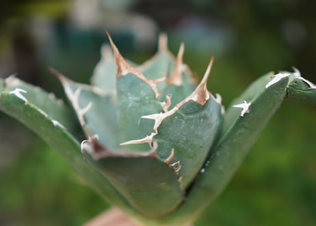 Agave titanota 白鯨 D NO.4