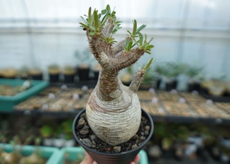 パキポディウム　グラキリス　 Pachypodium Gracilius  No.5