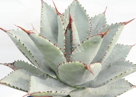 Agave pygmaea Dragon Toes