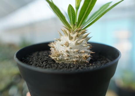 パキポディウム　恵比寿大黒　Pachypodium Densicaule　No.3
