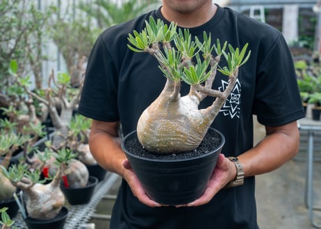 パキポディウム　グラキリス　 Pachypodium Gracilius  No.4