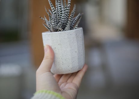 ハオルチア十二の巻 Haworthia fasciata