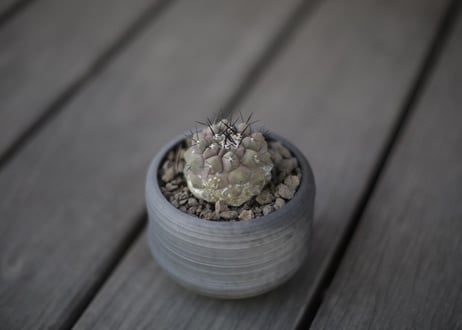 コピアポア 黒王丸 Copiapoa cinerea