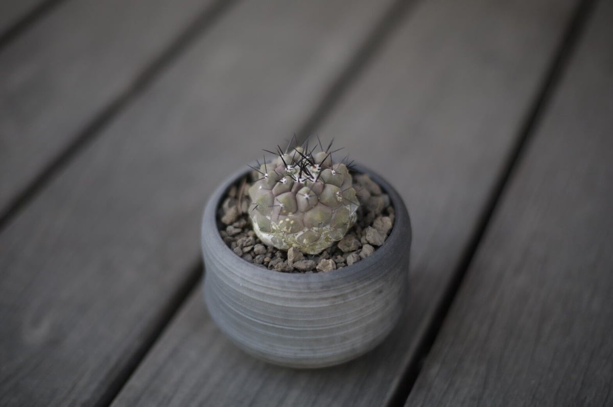 大株】コピアポア 黒王丸 台付 シネレア 塊根 コーデックス