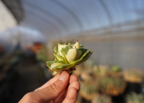 agave 王妃雷神黄中斑 NO.5