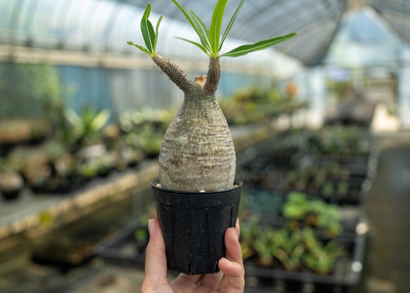 パキポディウム グラキリス No.23 | mana's farm:塊根植物・アガベ