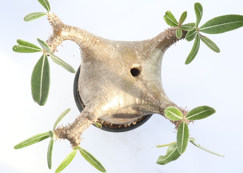 パキポディウム カクチペス | mana's farm:塊根植物・アガベ