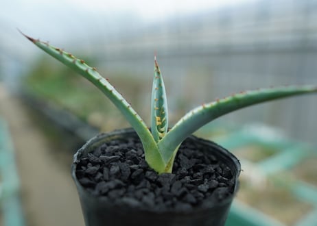アガベ　屈原の舞扇 Agave 'Kutsugen no Maiougi'   No.1