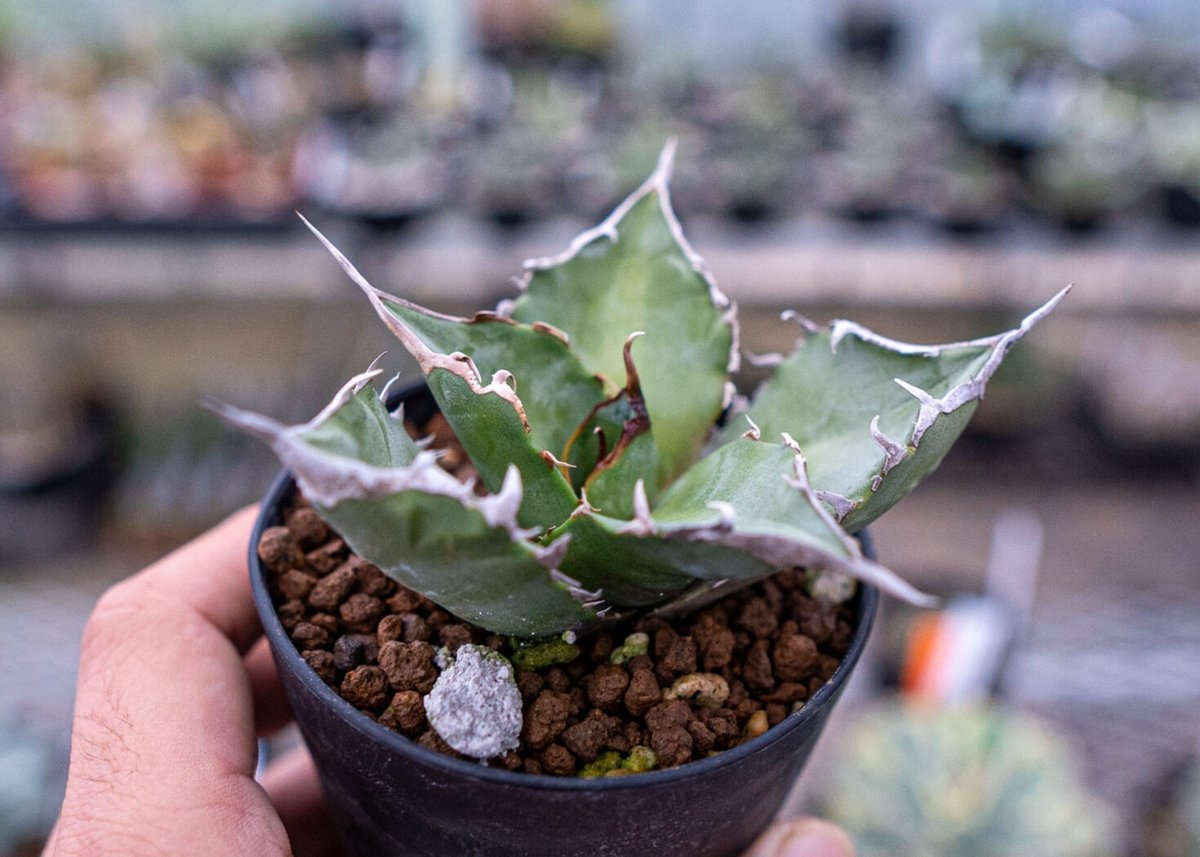 アガベ　実生 秋播種の実生アガベ約9カ月後。≪まだ腰水×生長期