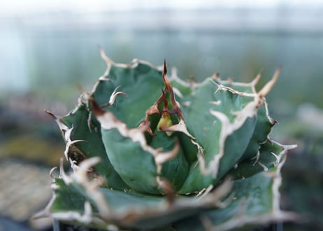 アガベ　チタノタ　白鯨　Agave titanota White whale　No.1