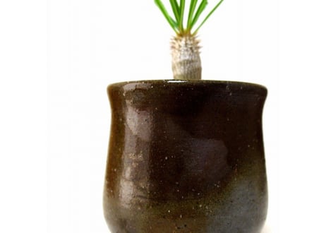 パキポディウム イノピナツム　Pachypodium inopinatum