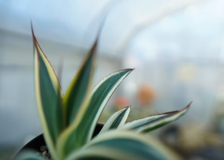 アガベ　ブルーグロー錦　Agave Blue Glow