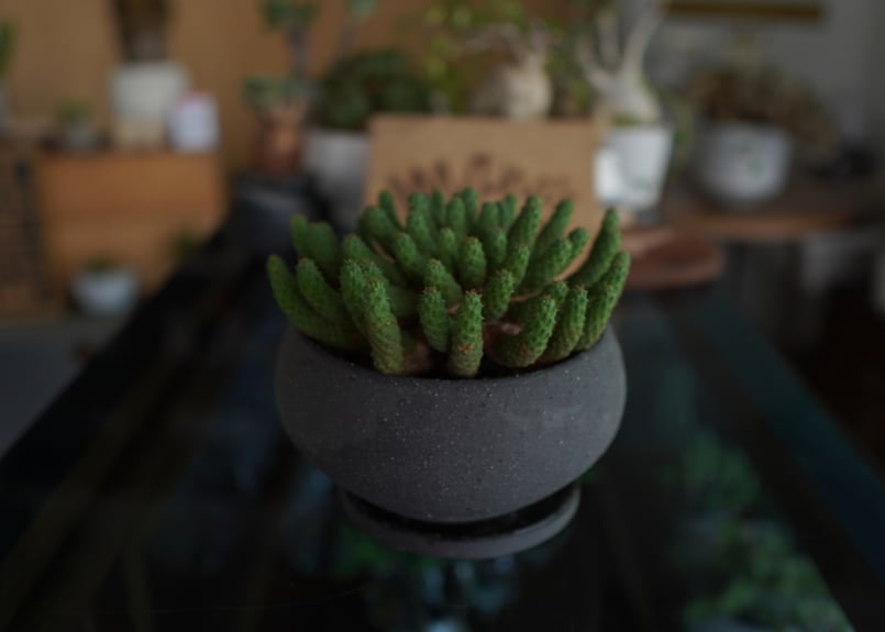 九頭竜 Euphorbia inermis | mana's farm:塊根植物・アガベ・ド