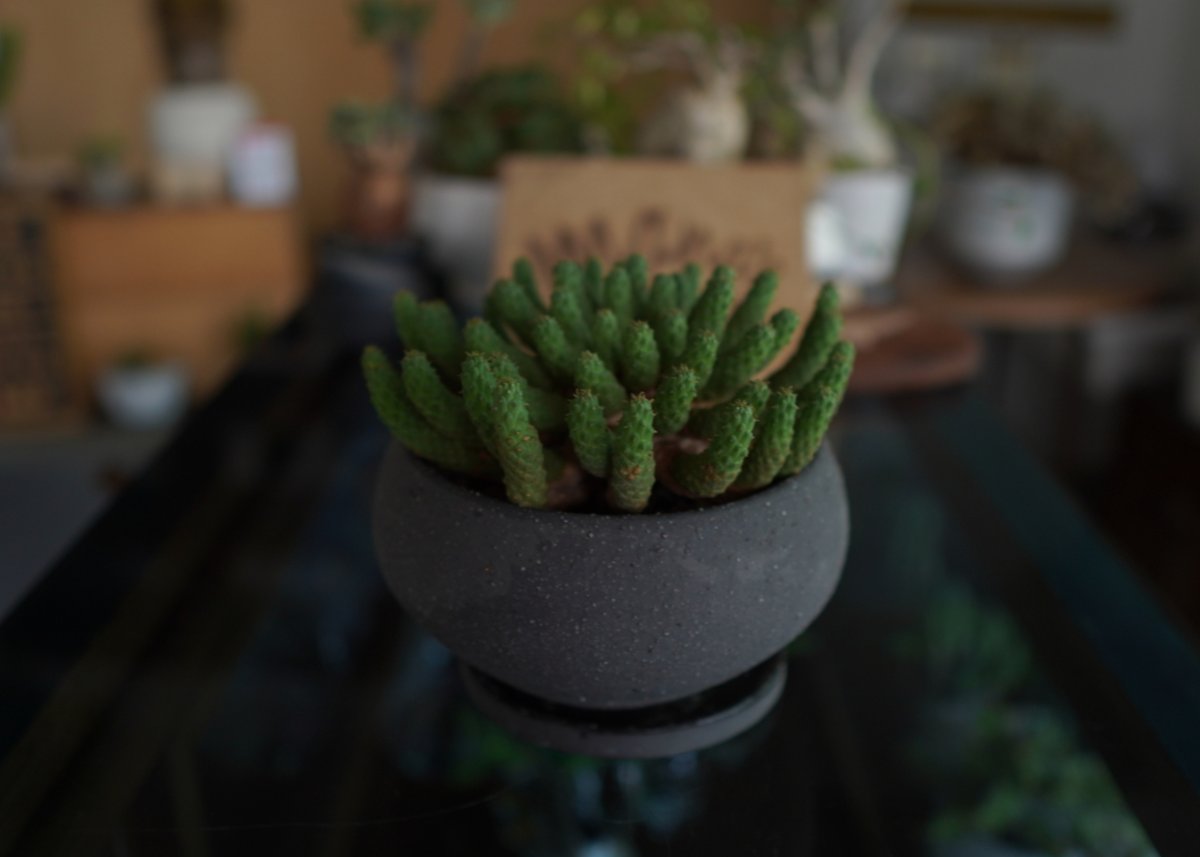 九頭竜 Euphorbia inermis | mana's farm:塊根植物・アガベ・ド