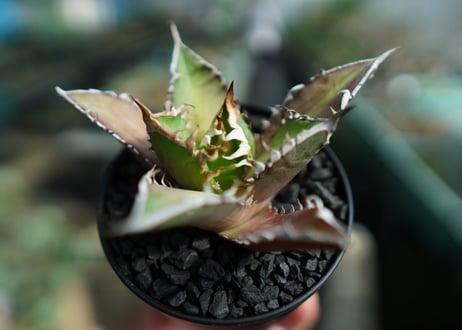 アガベ　チタノタ　レッドキャットウィーズル　Agave titanota Red catweezle　No.7