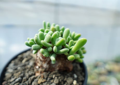 ケラリア　ピグマエア　Ceraria pygmaea  No.1