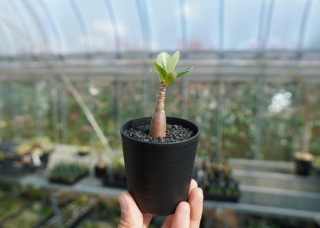 アデニウム　Adenium  No.8