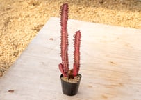 沖縄実生！超緑！最高！ボンバックス！ ボンバックスの現品商品 | 観葉植物通販AONOKI（あおのき）