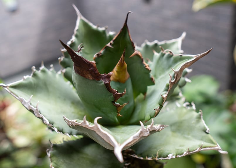 Agave titanota 白鯨嚴龍 A NO.1 | mana's farm:塊根植物・ア