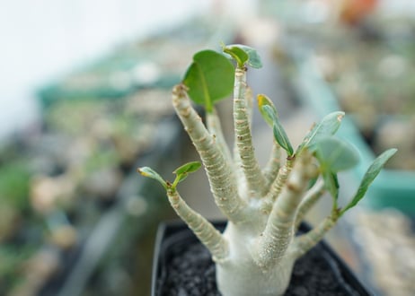 アデニウム　Adenium　No.3