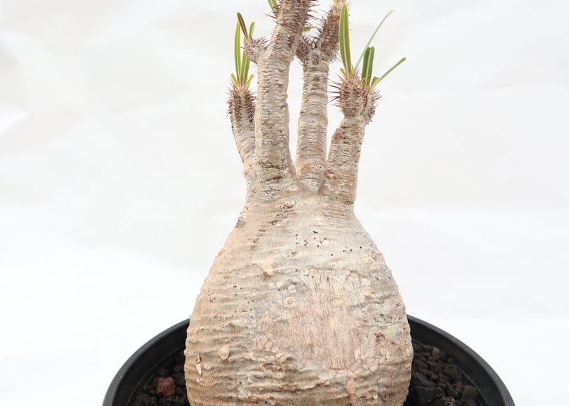 パキポディウム グラキリス no.99 | mana's farm:塊根植物・アガベ