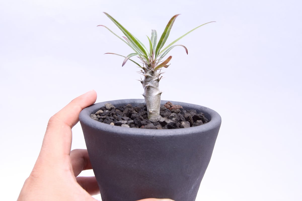 パキポディウム ミケア | mana's farm:塊根植物・アガベ・ドライ