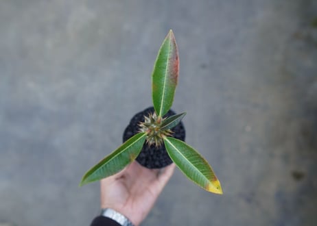 パキポディウム　バロニー　Pachypodium baronii  No.2