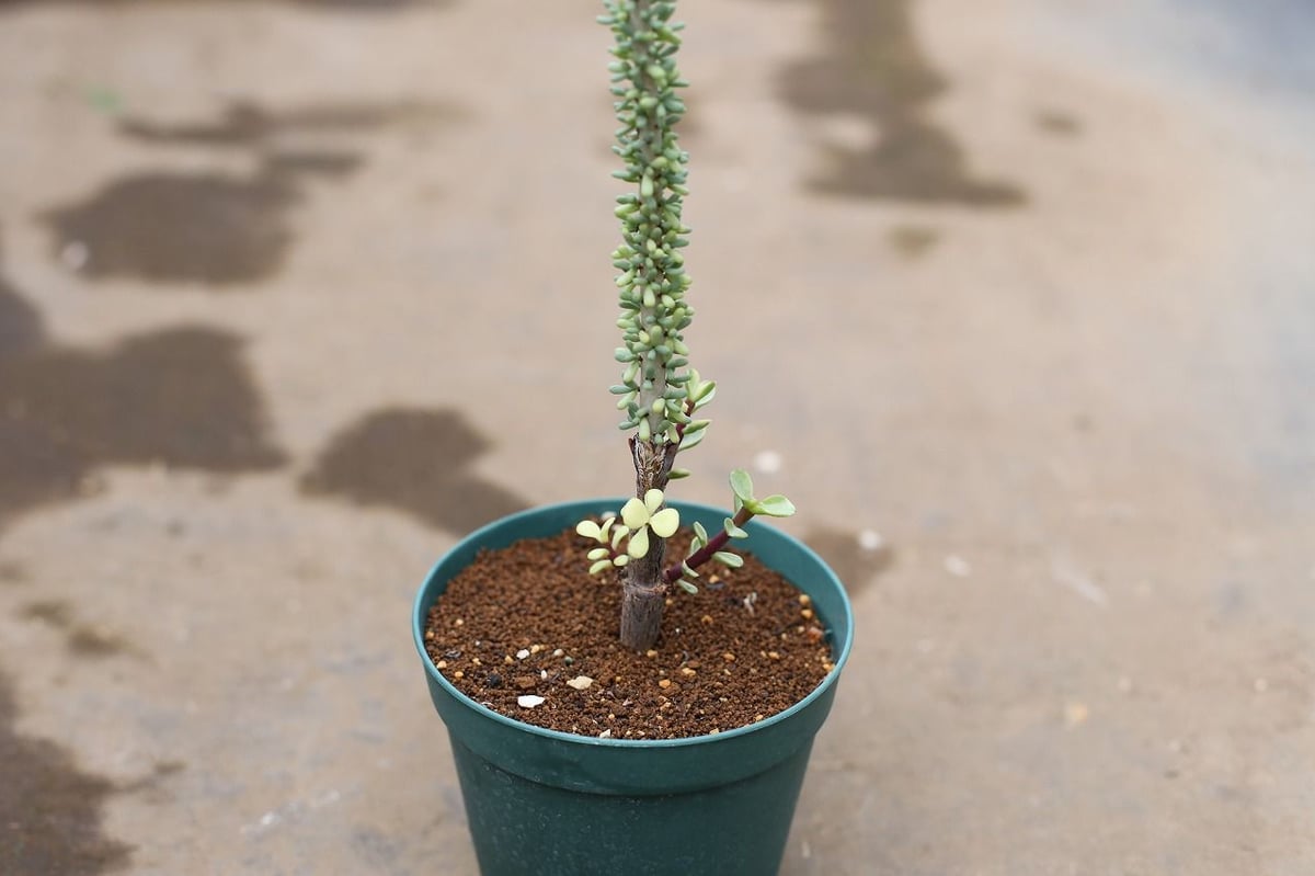 ケラリア ナマクエンシス 接ぎ木 | mana's farm:塊根植物・アガベ