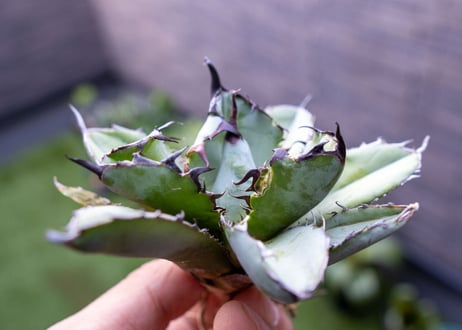 Agave B&B C NO.4 (G)