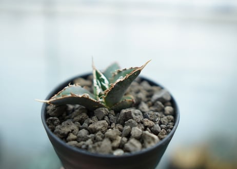 アガベ　チタノタ　狼人　agave titanota "狼人"　No.2